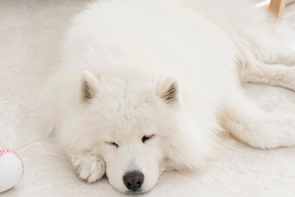 Samoyed Eğitimi