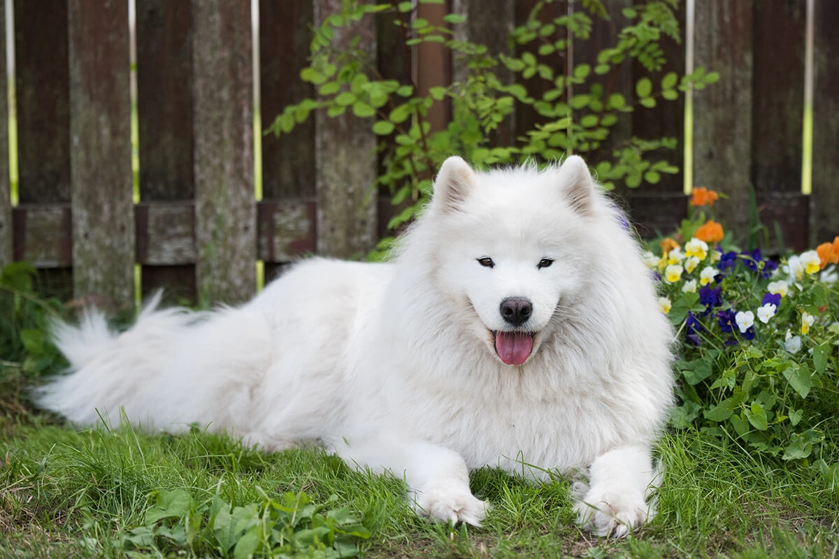 Samoyed Satın Al