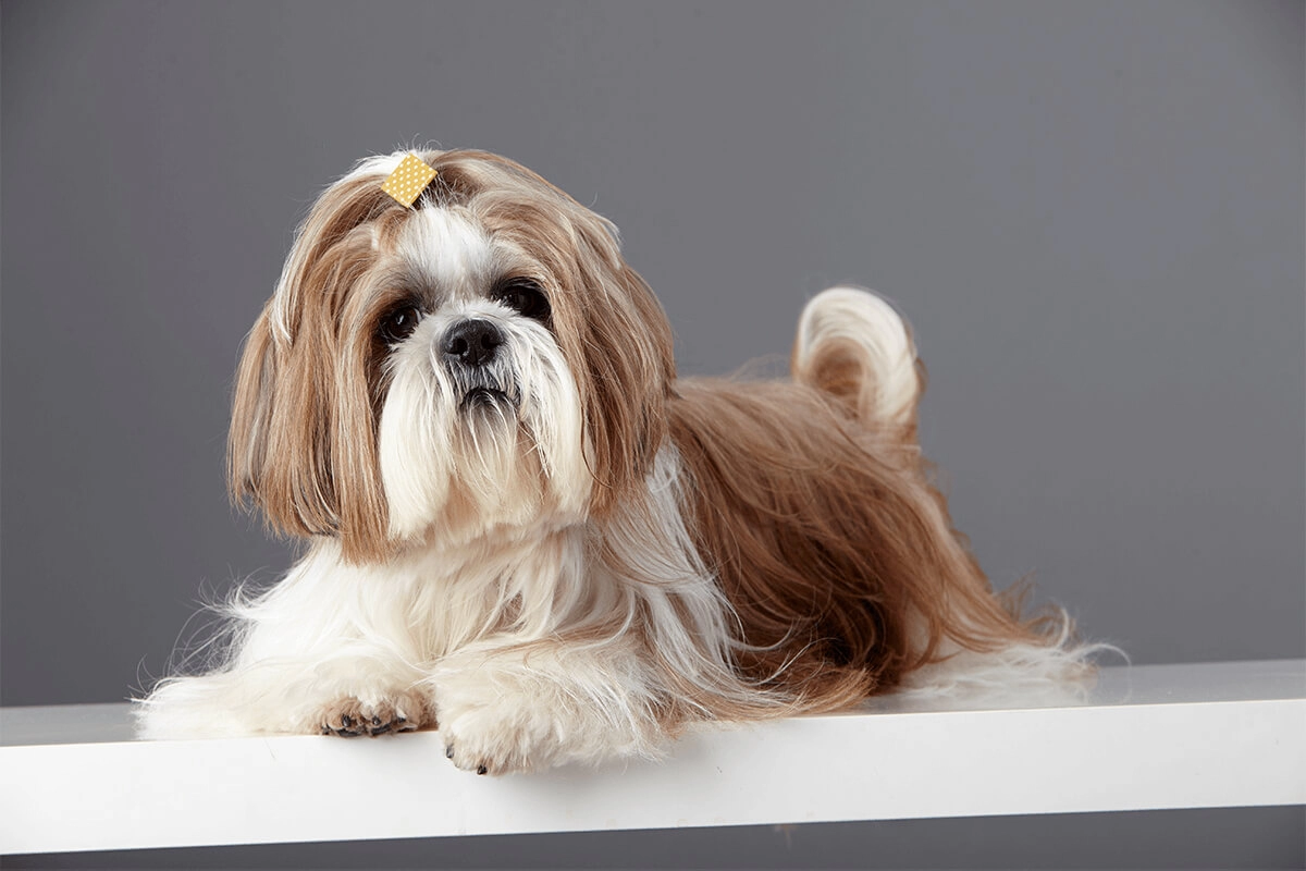 Shih Tzu Satın Al