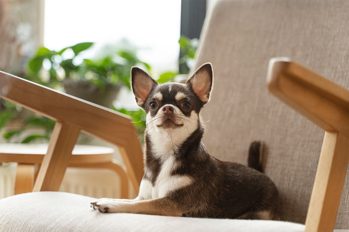 Chihuahua Satın Al