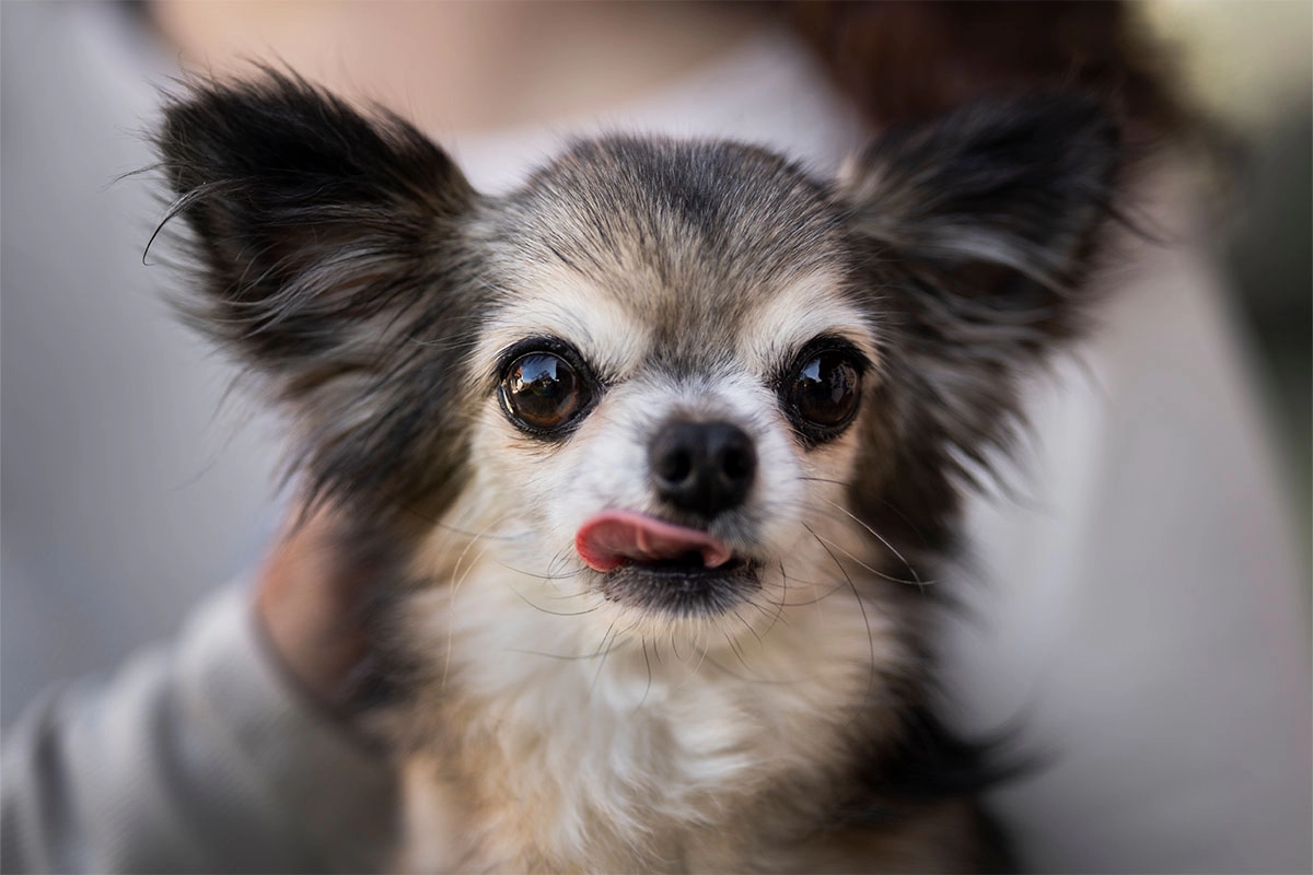 Chihuahua Bakımı