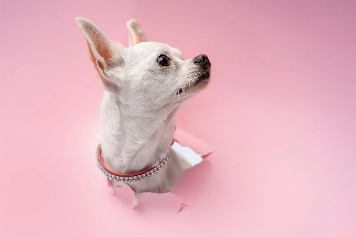 Chihuahua Karakter Özellikleri