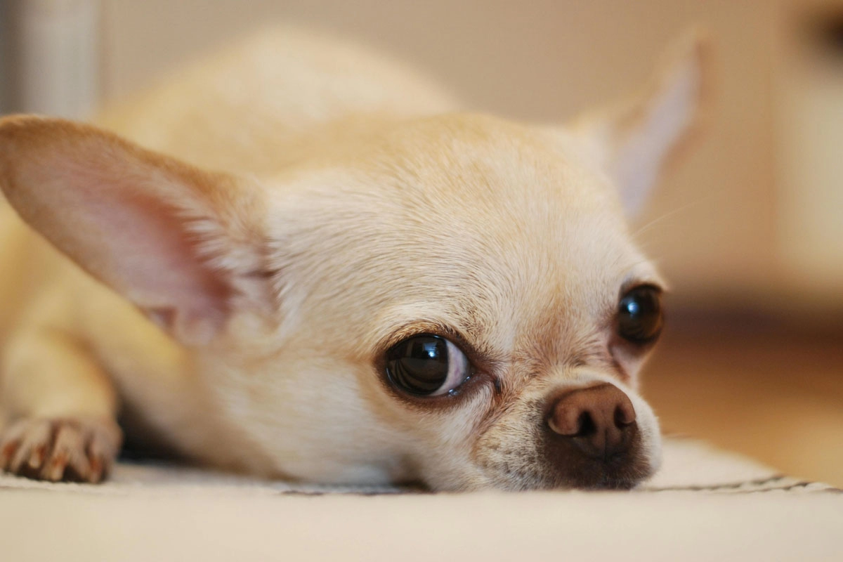 Chihuahua Sahiplerinin Bilmesi Gerekenler