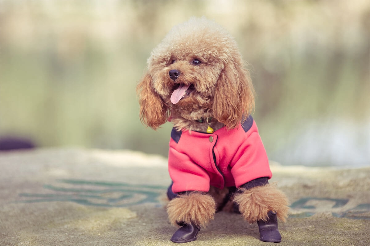 Toy Poodle Çeşitleri