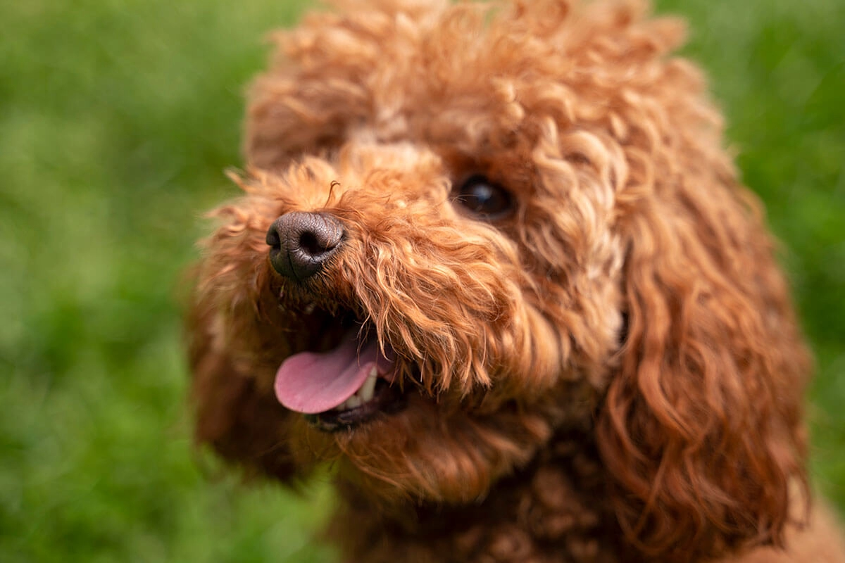 Toy Poodle Özellikleri
