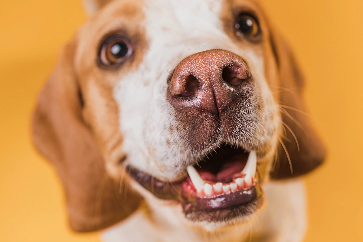 Köpeklerin Fiziksel Özellikleri