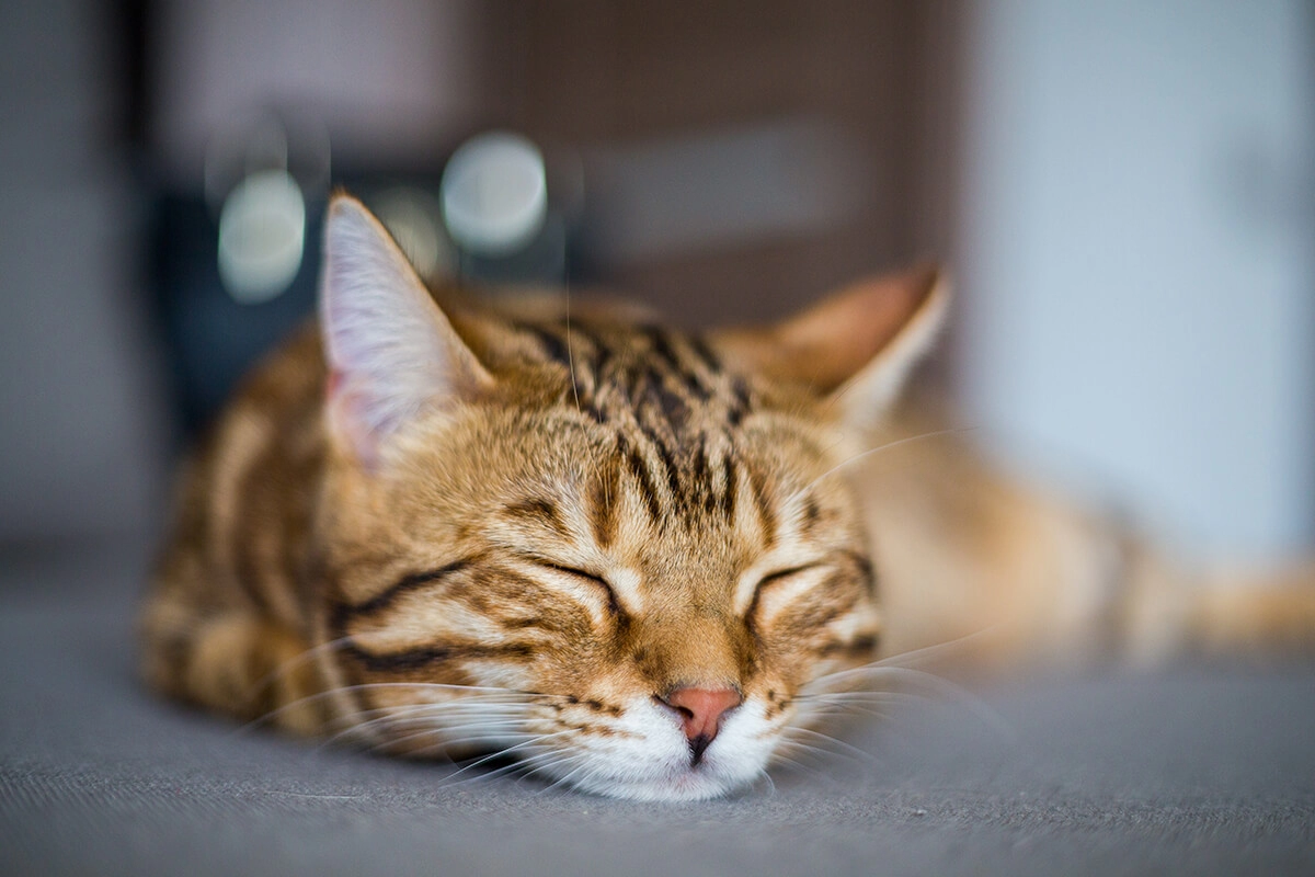 Kedi Görünümü