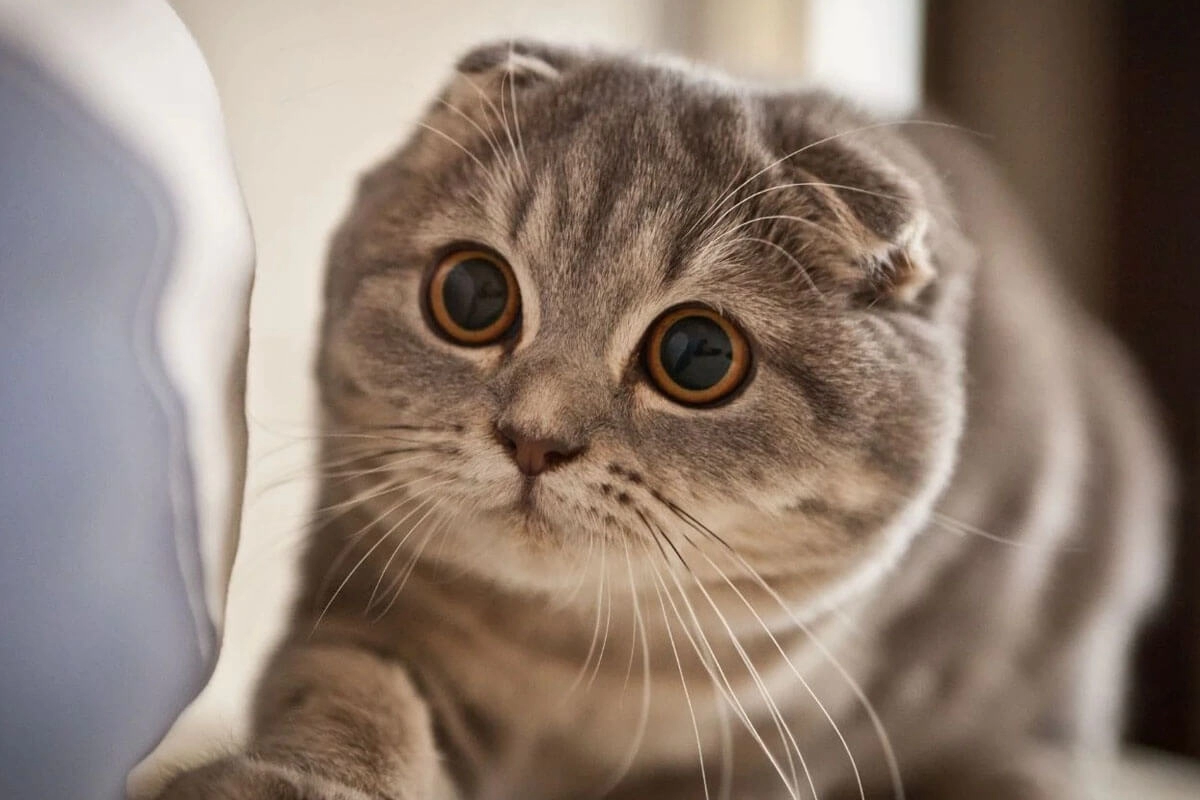 Kedi Özellikleri