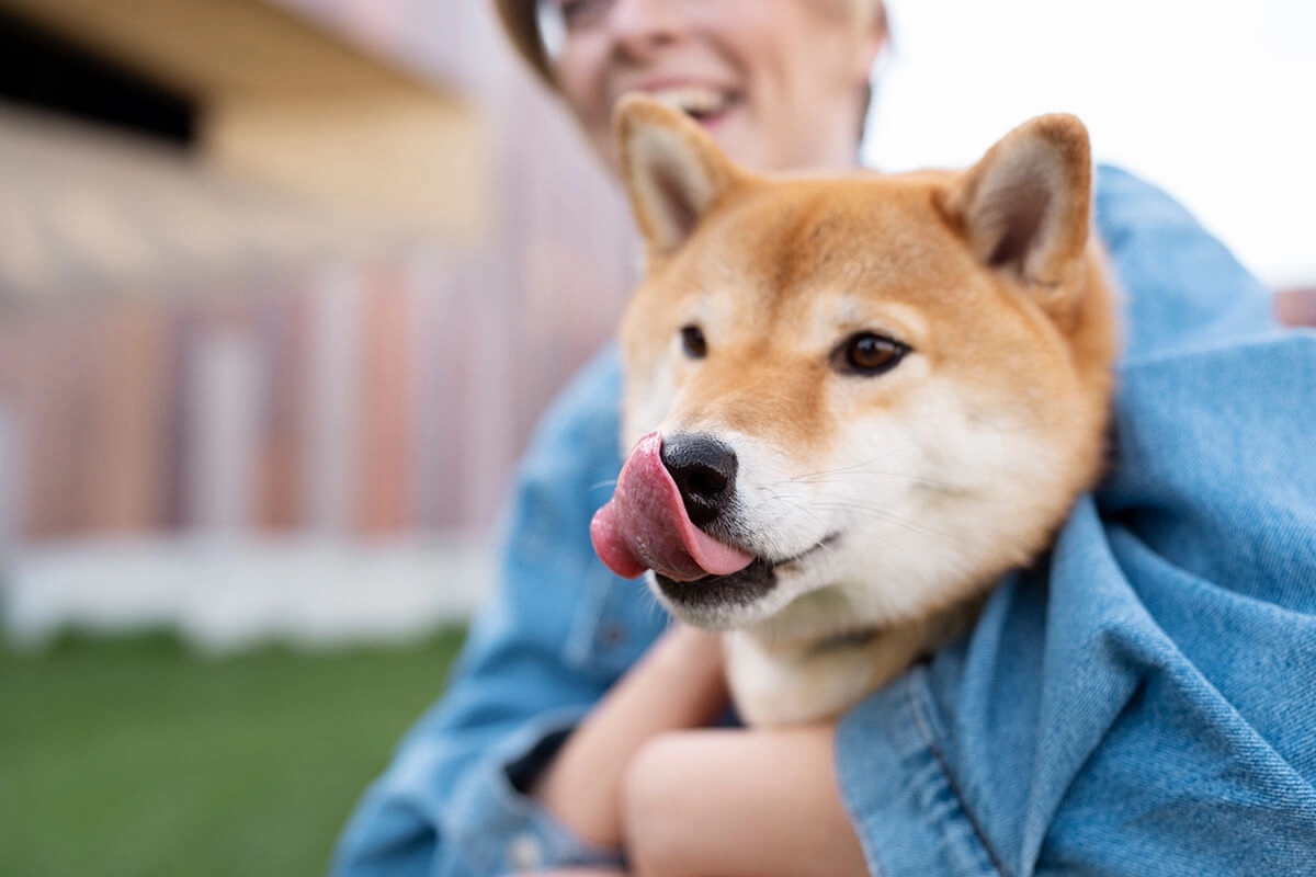 Köpek Bakımı