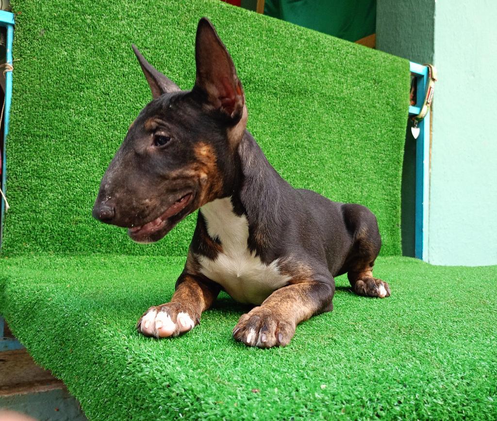 Satılık Bull Terrier fiyatları ve ilanları - Petciler