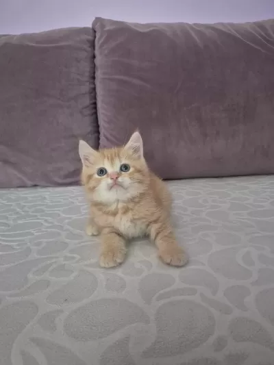 Ücretsiz Erkek British Shorthair