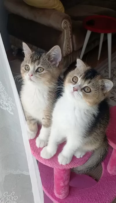 İki Erkek Kardeş Bilek Golden Kedimiz