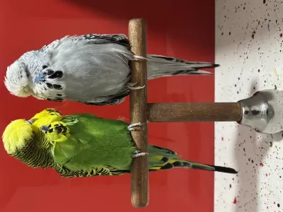 Hazır Çift Tek Erkek Yavru Kuşumuz