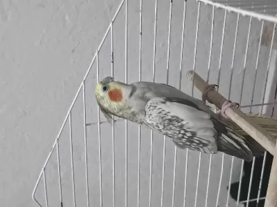 Biri 6 Aylık Biri 14 Aylık Sultan Papağanı
