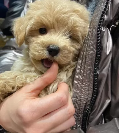 Birbirinden Güzel Maltipoo Teacup Yavrular
