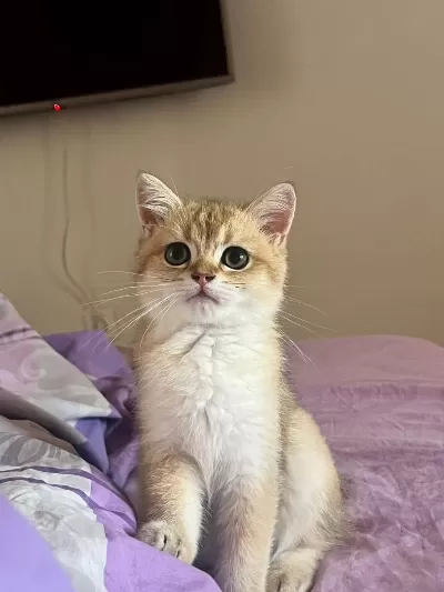 Golden British Shorthair