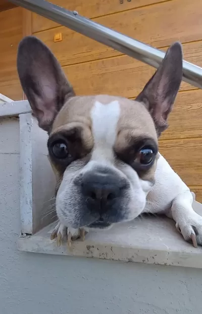 Fransız Bulldog Kızım