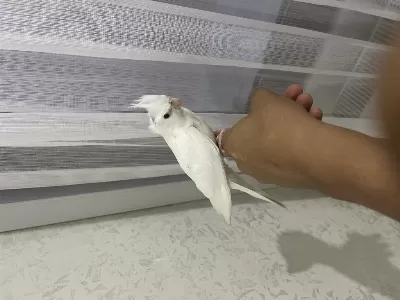Albino Kırmızı Göz Sultan Papağanı Yavru