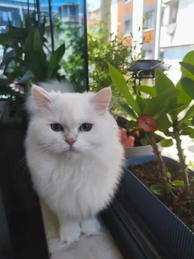 British Longhair Kedisi
