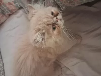 2 Aylık Persian İran Kedimiz