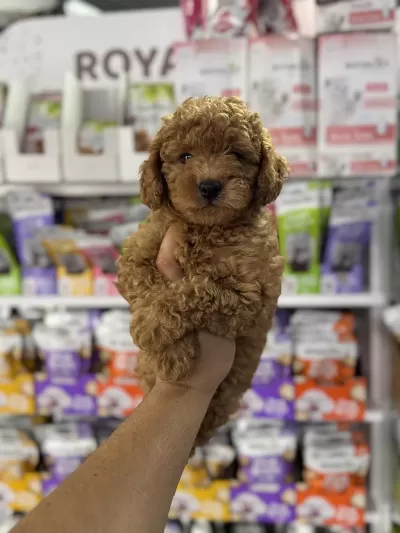 Toy Poodle Minikler İçin Arayabilirsiniz