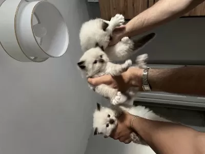 Safkan Ragdoll Bebekler