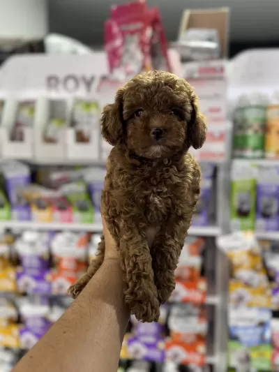 Toy Poodle Miniklerimiz İçin Arayabilirsiniz