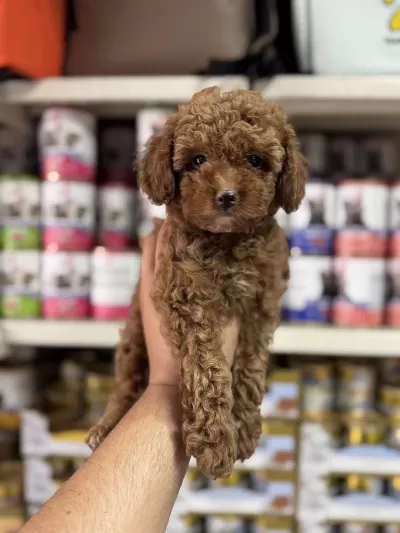 Toy Poodle Sıfır Numara Yavrular