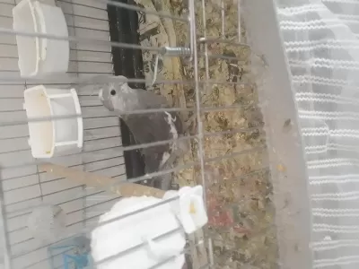 Wifi Jumbo Erkek Sultan Papağanı