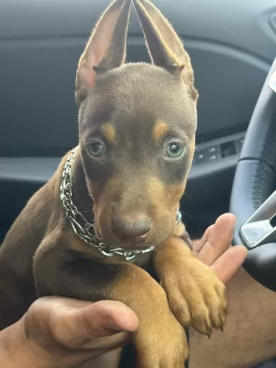 Doberman Yavru Köpeklerimiz