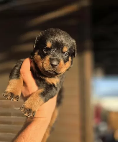 Premium Rottweiler Yavruları