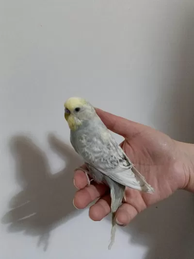 Muhabbet Kuşu Sağlıklı Güzel Kuşlar