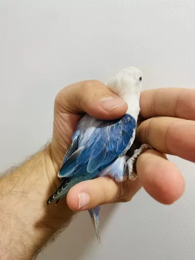 Cennet Papağani Yavrular (üst Mutasyon)