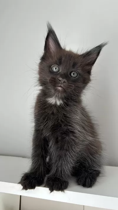 Sağlik Ve İrk Garantili Minik Maine Coon Devler