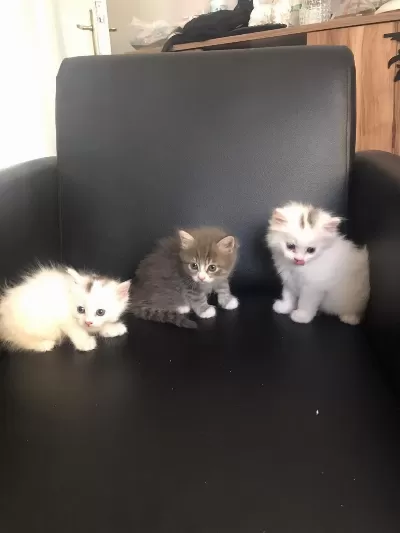 Sağlık Ve İrk Garantili Yavru Kediler