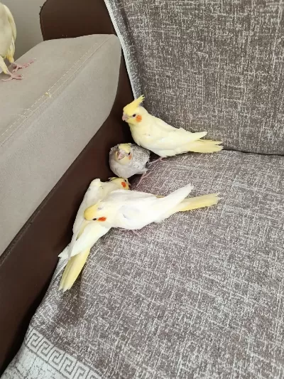 4 Adet Yavru Sultan Papağanı