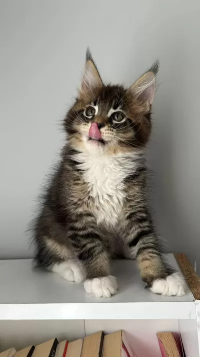 Sağlik Ve İrk Garantili Minik Maine Coon Devler