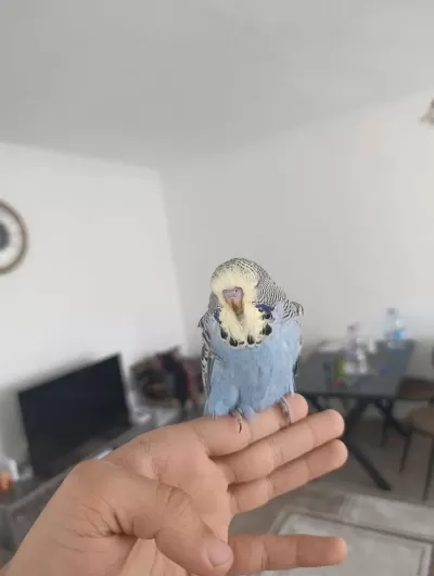 Show Jumbo Bebek Muhabbet Kuşu Yavrular