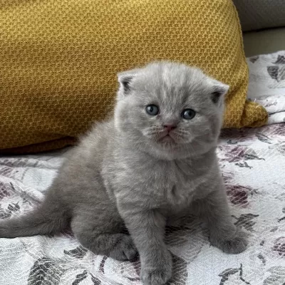 Kaliteli British Shorthair Bebekler