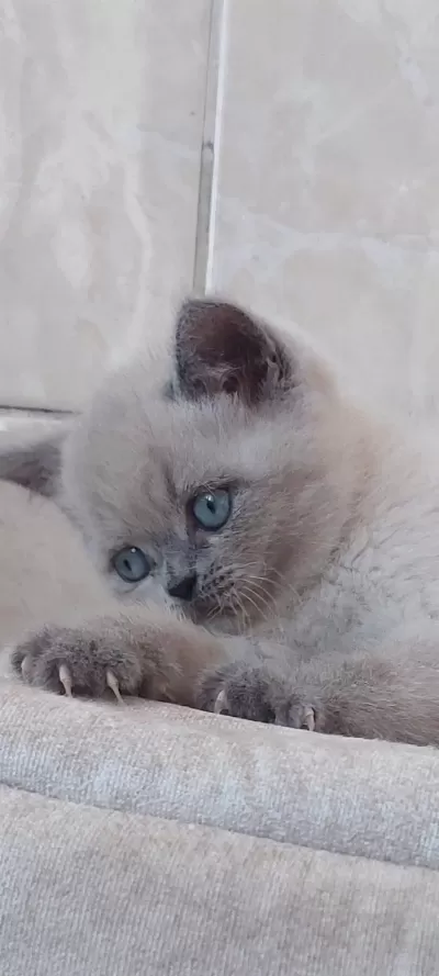 Harika Erkek Bebek Kediler