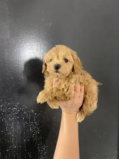 Kore Teacup Gerçek Maltipoo Orjinal
