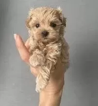 Teacup Kore Maltipoo Garantili