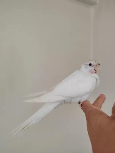Albino Bebek Sultan Papağanı