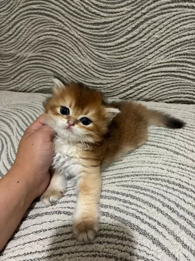 Güzel Golden Bebek Kediler