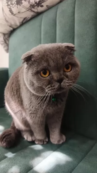 Scottish Fold Dişi Eş Arıyorum