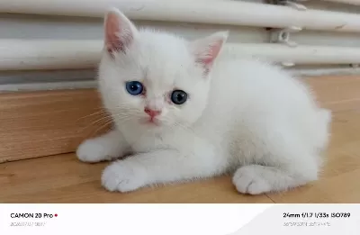 Kardeş British Shorthair Kediler