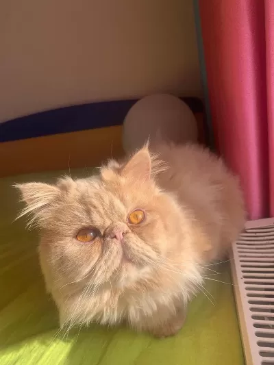 Erkek Persian Kedimiz