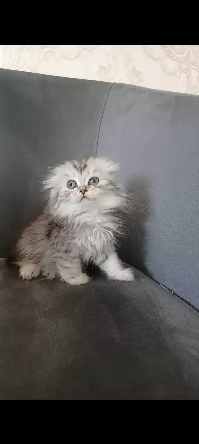 Sağlıklı Minnoş Kedilerim