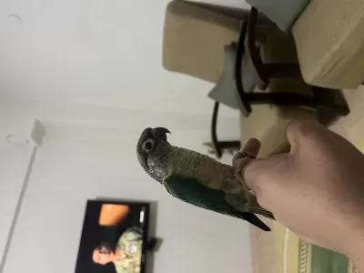Üst Düzey Evcil Konuşan Konur