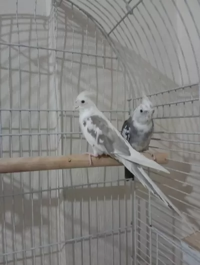 Sultan White Face Takım